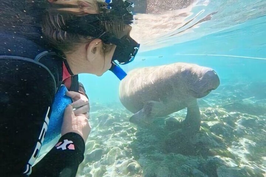 Semi-Private Manatee Swim Tour With In-Water Guide/Photographer