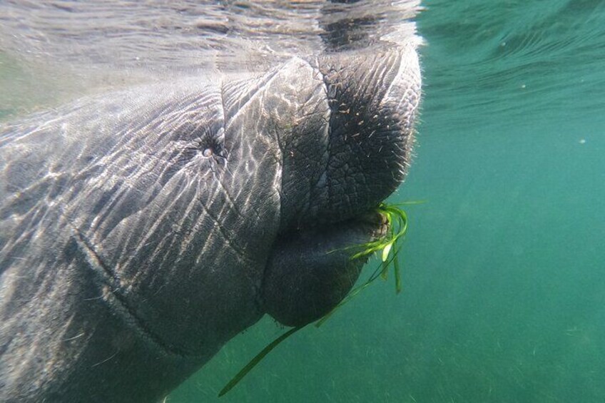 3-Hour Manatee Swim Tour With Water Guide and Photographer