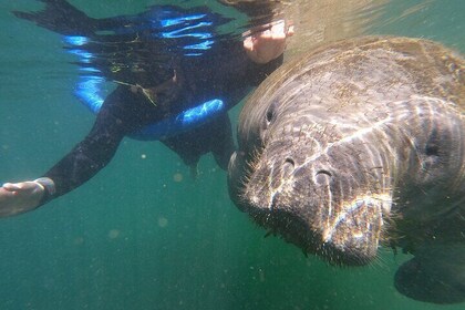 Semi-Private Manatee Swim Tour With In-Water Guide/Photographer