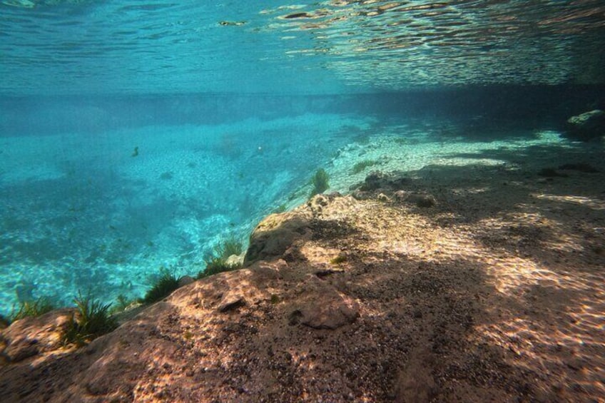 3-Hour Manatee Swim Tour With Water Guide and Photographer