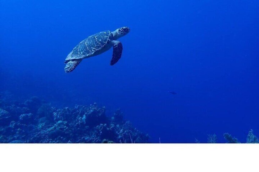 Turtles on the Reef