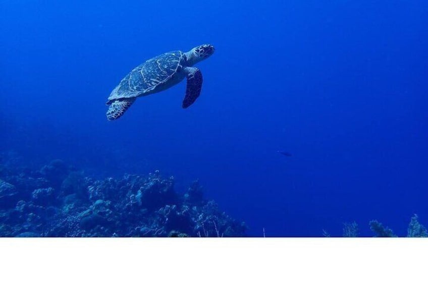 Turtles on the Reef