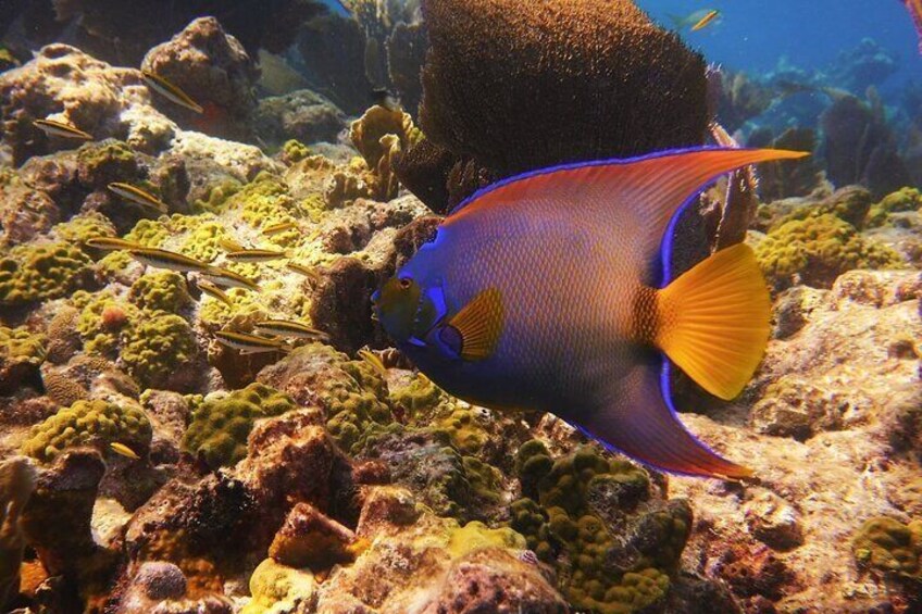 Beautiful Tropical Fish