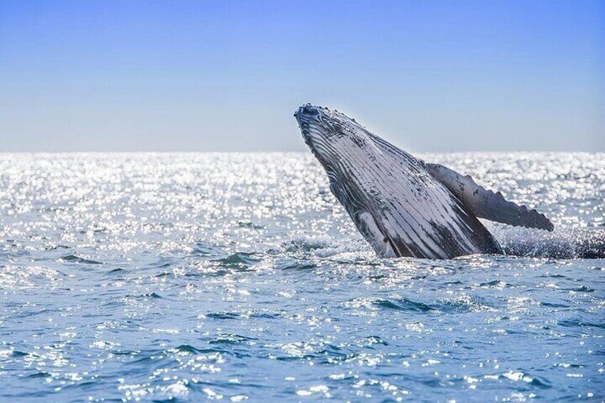 Whale Watching in Samana Bay from Las Terrenas