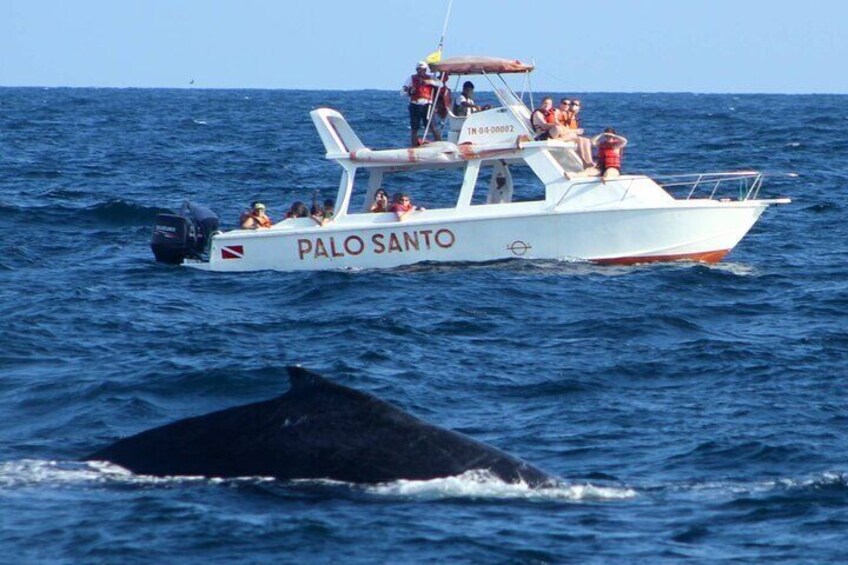 Whale Watching in Samana Bay from Las Terrenas