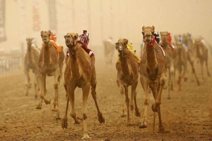 Doha Qatar Camel Race Track visit| West Coast Natural Attractions