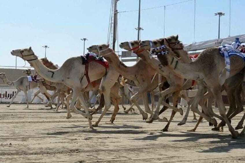 Doha Qatar Camel Race Track visit| West Coast Natural Attractions