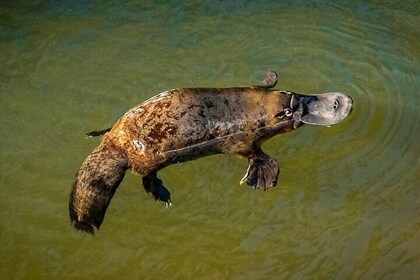 Platypus & Waterfalls all-inclusive Tour.