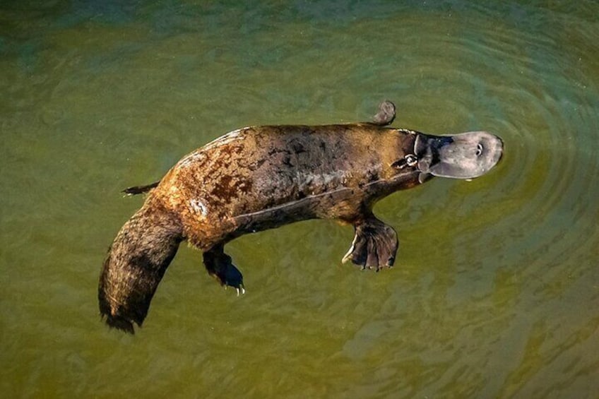 Platypus at Broken River