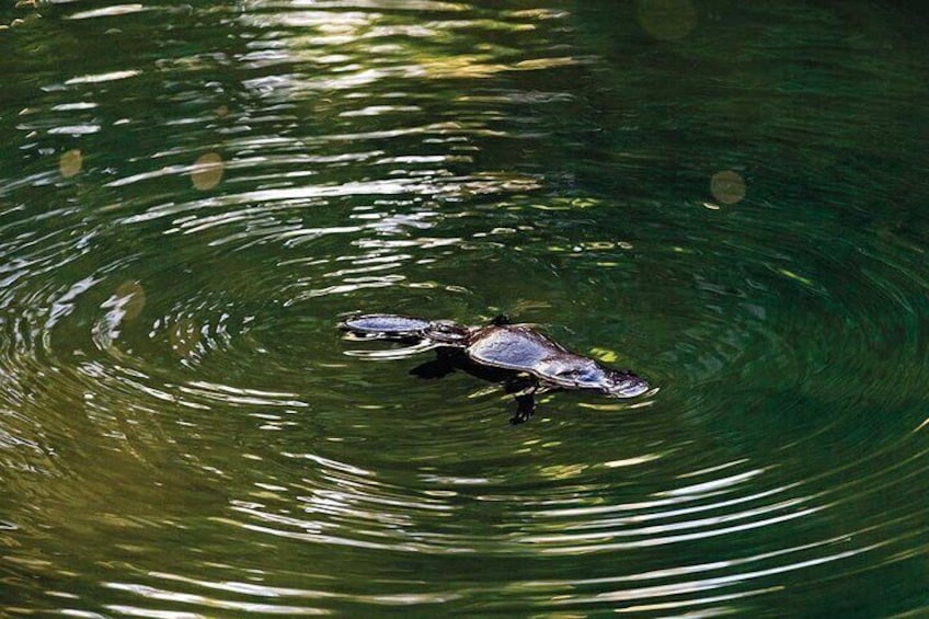 Platypus
