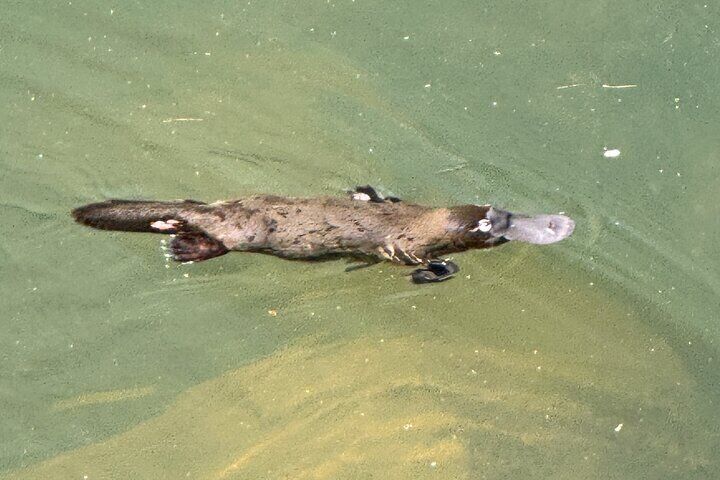 Close-up view of the elusive platypus — one of the few places in Australia to see them in the wild.