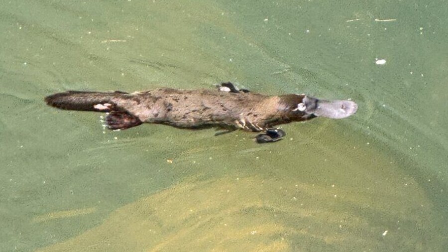 Close-up view of the elusive platypus — one of the few places in Australia to see them in the wild.