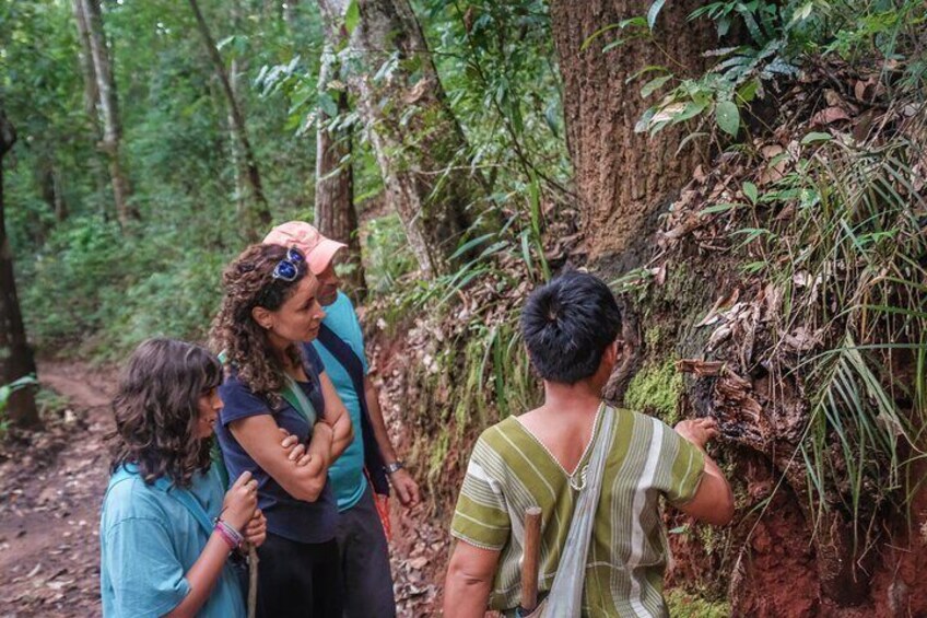 Guided hike: Our experienced guides will lead you through the forest, pointing out interesting plants, animals, and natural features.