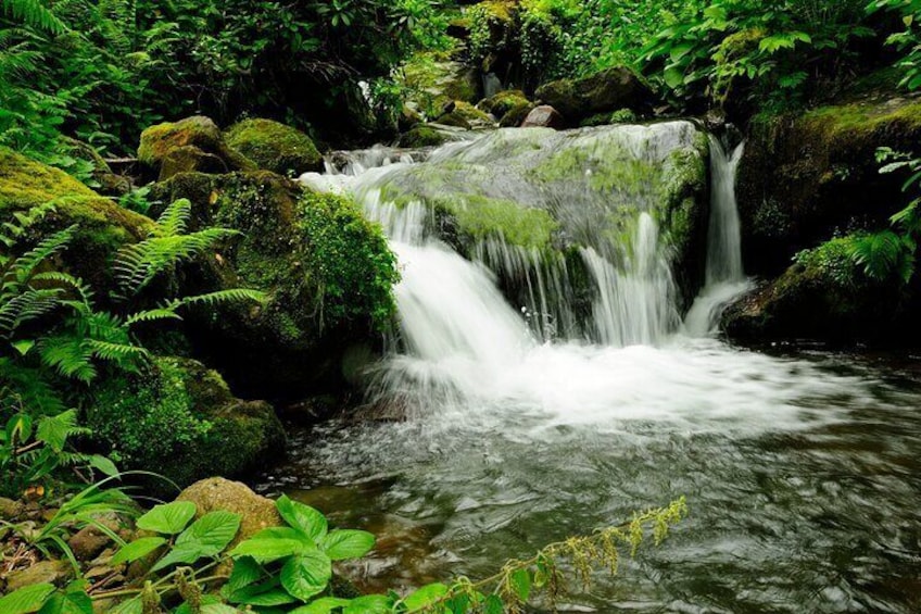Private Sightseeing Tour from Batumi to Mtirala and Botanical garden