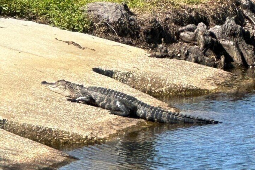 A "little" alligator enjoying some warm Florida sunshine!