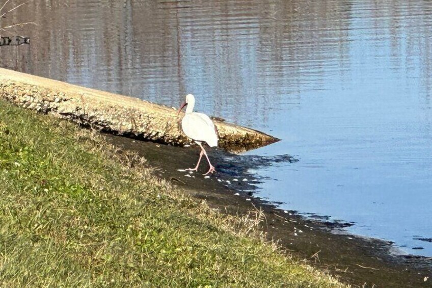 A little white bird hanging out at the St. Cloud Lakefront Park.