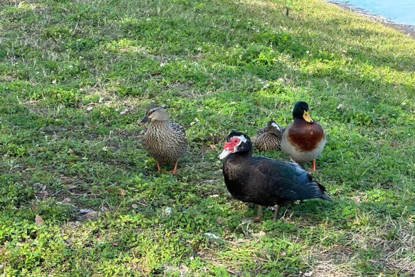 A family of ducks hanging out at the St. Cloud Lakefront Park.