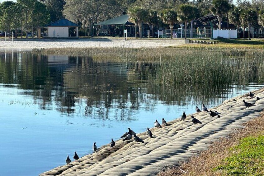 Look at all the birds hanging out at the lakefront at St. Cloud Lakefront Park.