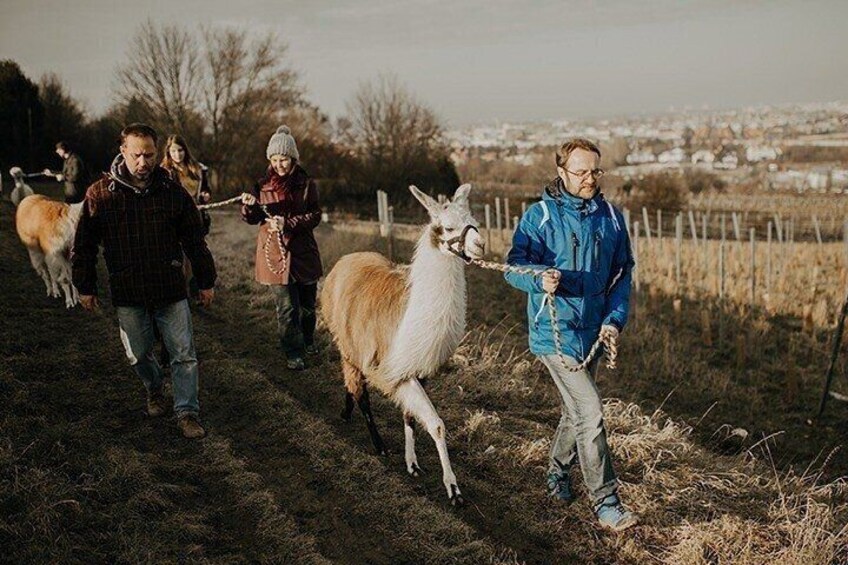 Alpaca and llama hike Moedling near Vienna