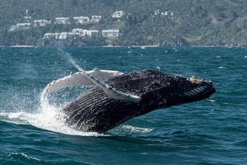 Whale Watching, Cayo Levantado and Limón Waterfall in Samaná