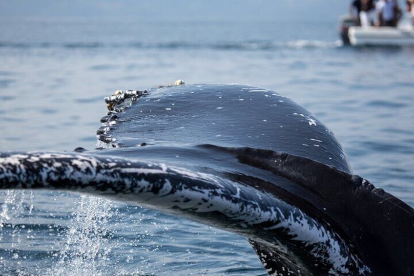 Whale Watching, Cayo Levantado and Limón Waterfall in Samaná