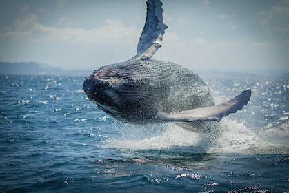 Whale Watching, Cayo Levantado and Limón Waterfall in Samaná