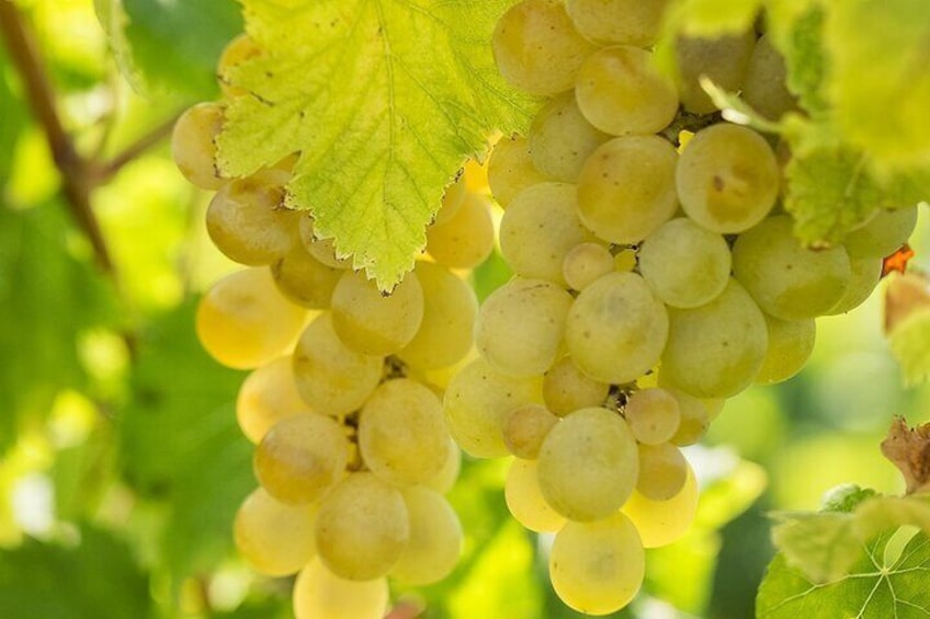Wine Tour, discovering the famous Setúbal Moscatel