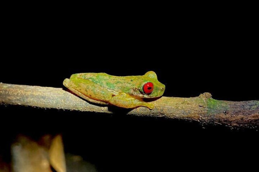 Night Adventures in Monteverde
