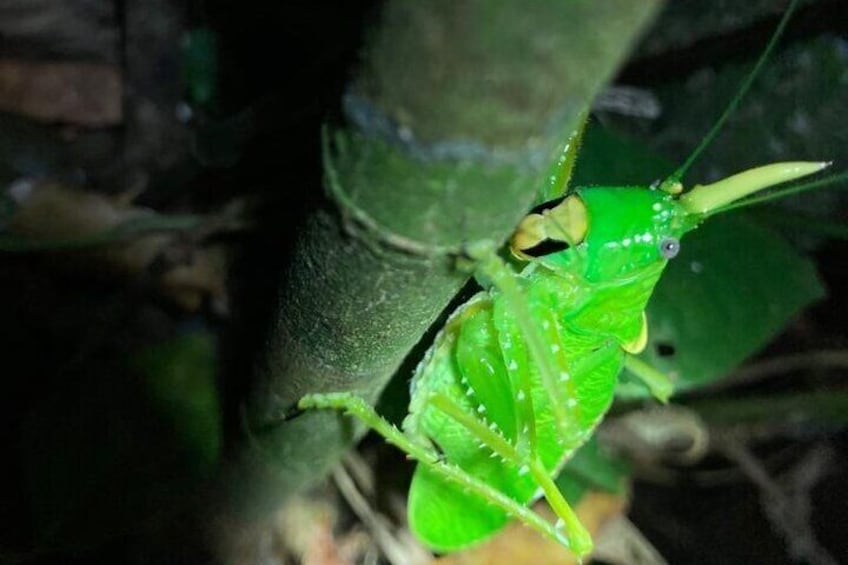 Night Adventures in Monteverde