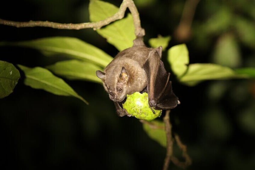 Night Adventures in Monteverde