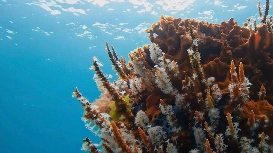 Busselton Jetty and Underwater Sculptures Snorkel Boat Tour