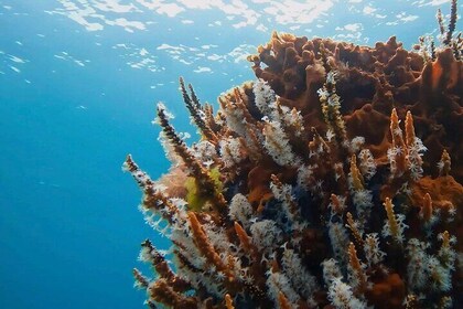 Busselton Jetty and Underwater Sculptures Snorkel Boat Tour