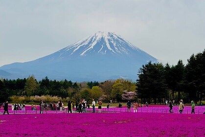 Mt. Fuji Cherry Blossom in Sakura Season Private Day Tour.