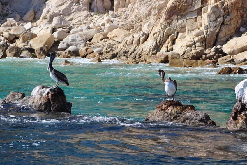 Bay of Cabo San Lucas 