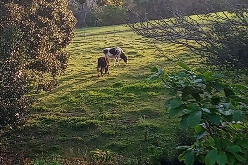 View from our deck when the neighboring cows come along for a meal1