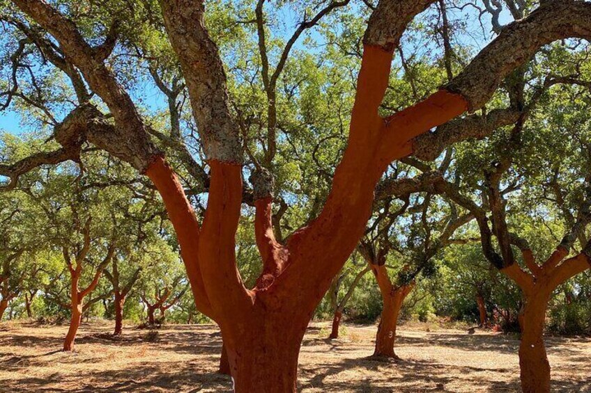 Cork Trees by Almendres