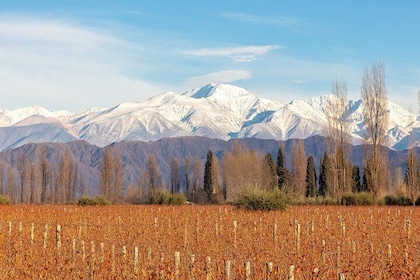 Private wine tour and Top Notch Lunch - The new icons of Mendoza