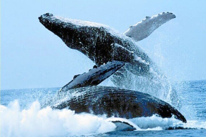 Full day tour in Samana whales with Pickup