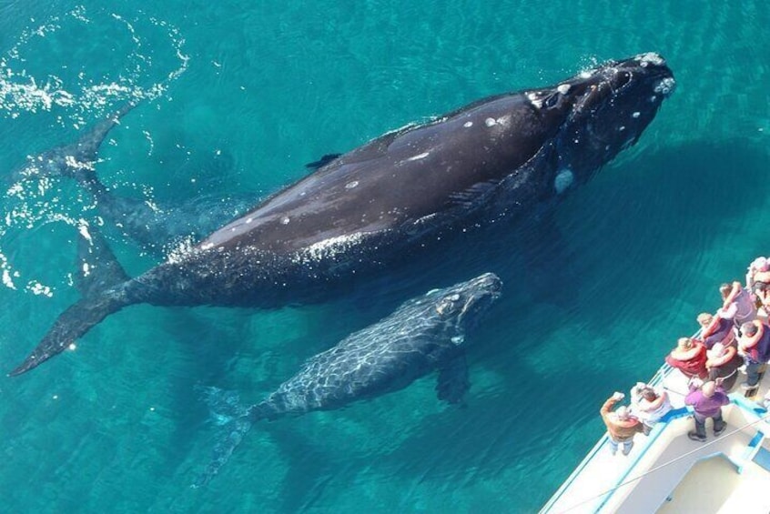 Full day tour in Samana whales with Pickup