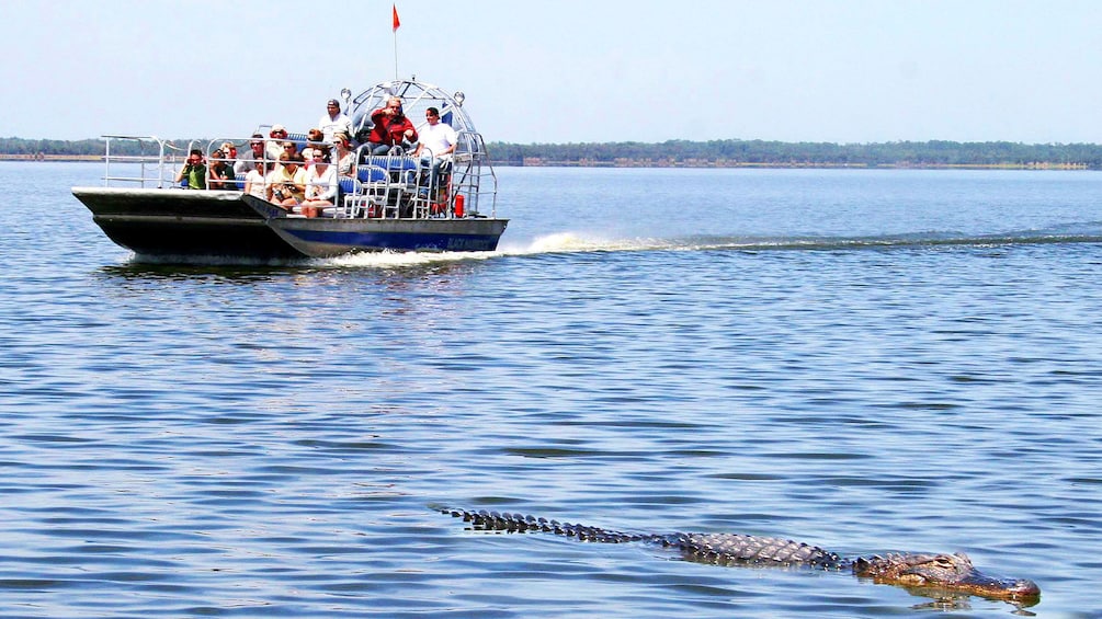 Airboat with crocodile nearby in Florida