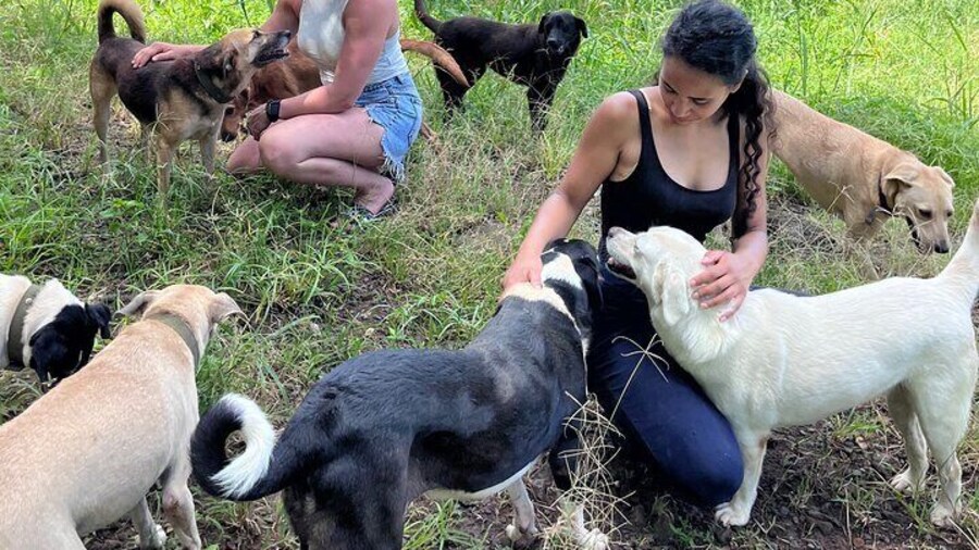 Dog Lover's guided tour of the Happy Tails Sanctuary