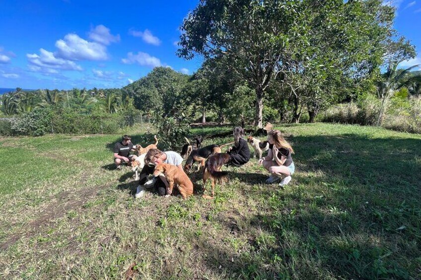 Dog Lover's guided tour of the Happy Tails Sanctuary