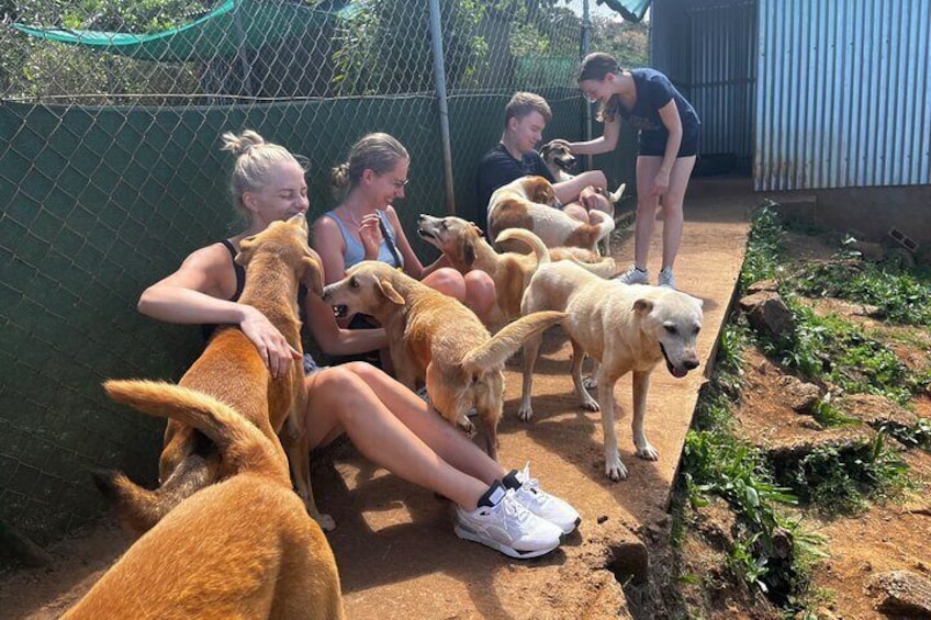 Dog Lover's guided tour of the Happy Tails Sanctuary
