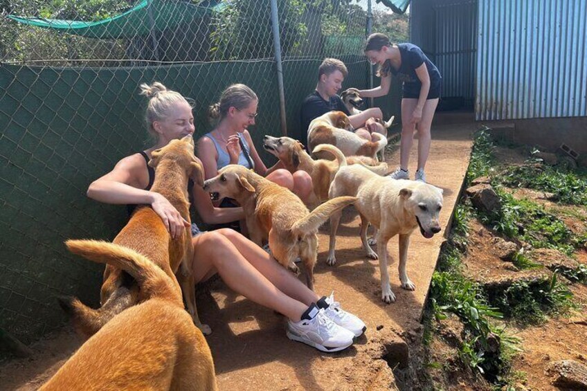 Dog Lover's guided tour of the Happy Tails Sanctuary
