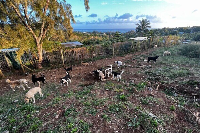 Dog Lover's guided tour of the Happy Tails Sanctuary