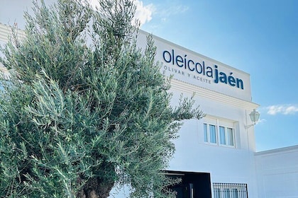 Immersive oil tourism in AOVEland by Oleícola Jaén