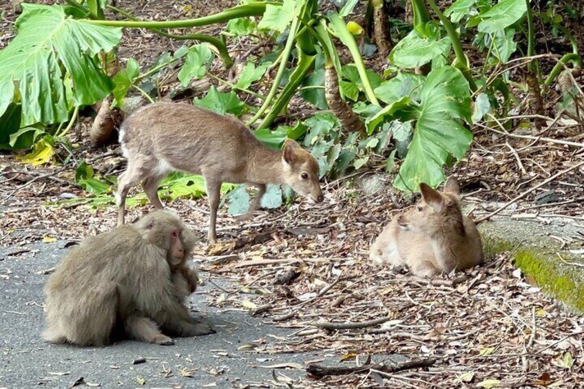 4 Hour Guided Cycling Experience in Yakushima