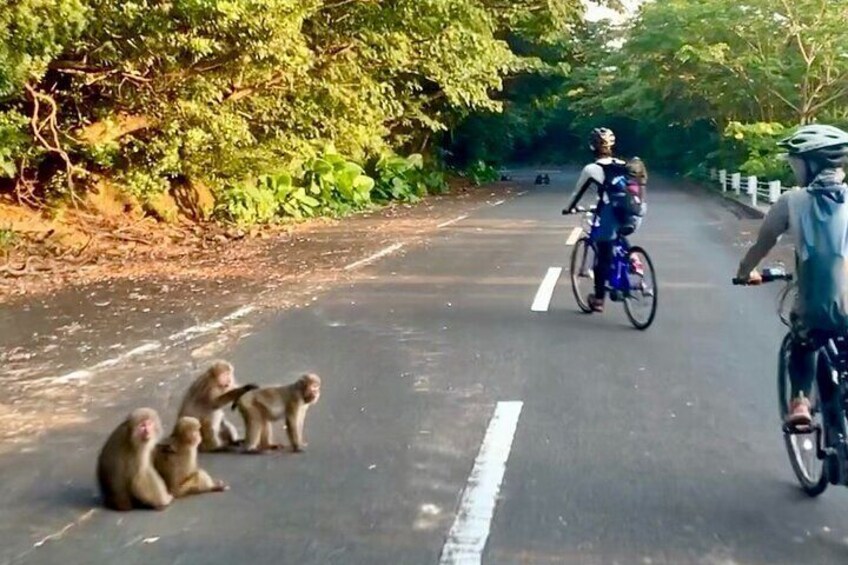 4 Hour Guided Cycling Experience in Yakushima