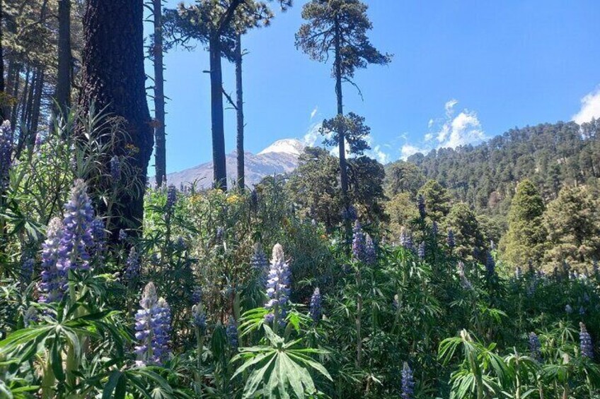 Orizaba Peak Puebla