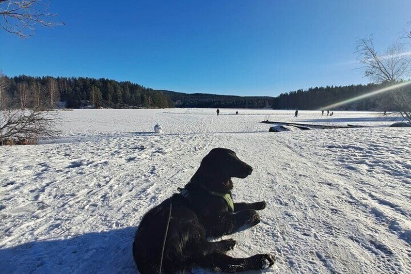 Oslo: Scenic Hike and Norwegian Waffles With Local Guide & Dog